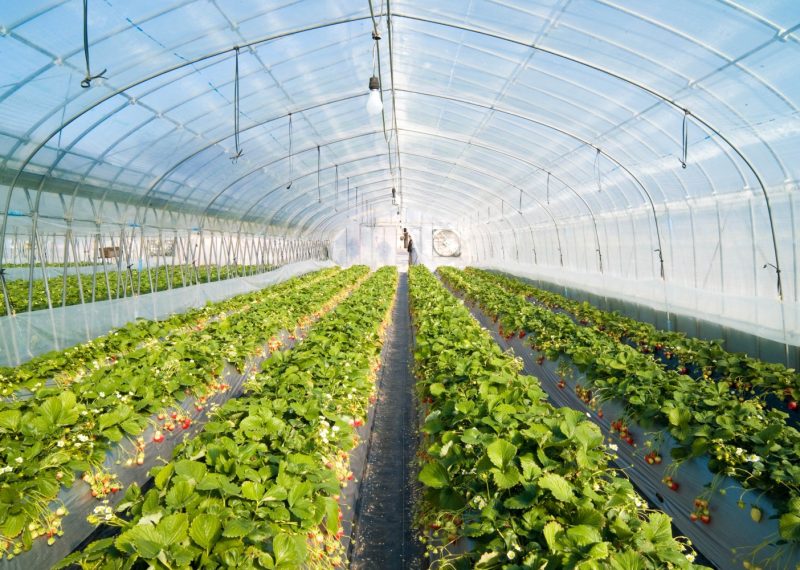 Strawberry_greenhouse-1